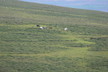 Islandpferde im Skagafjördur-Gebiet