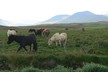 Islandpferde im Skagafjördur-Gebiet
