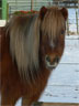 Reiten