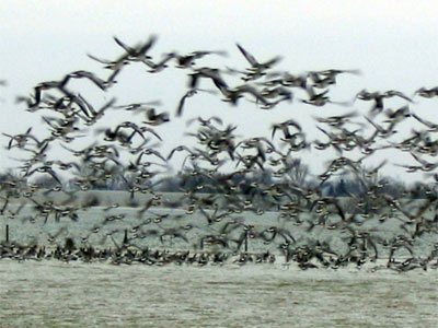 Wilgänse in Neuendeich