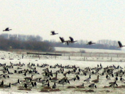 Wilgänse in Neuendeich