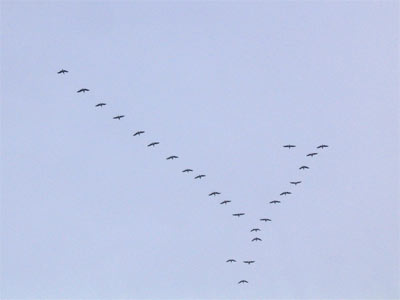 Wilgänse in Neuendeich