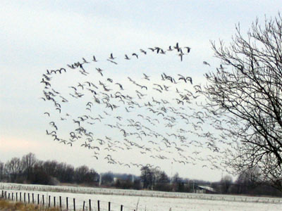 Wilgänse in Neuendeich