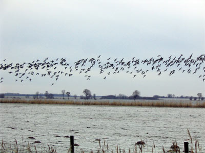 Wilgänse in Neuendeich